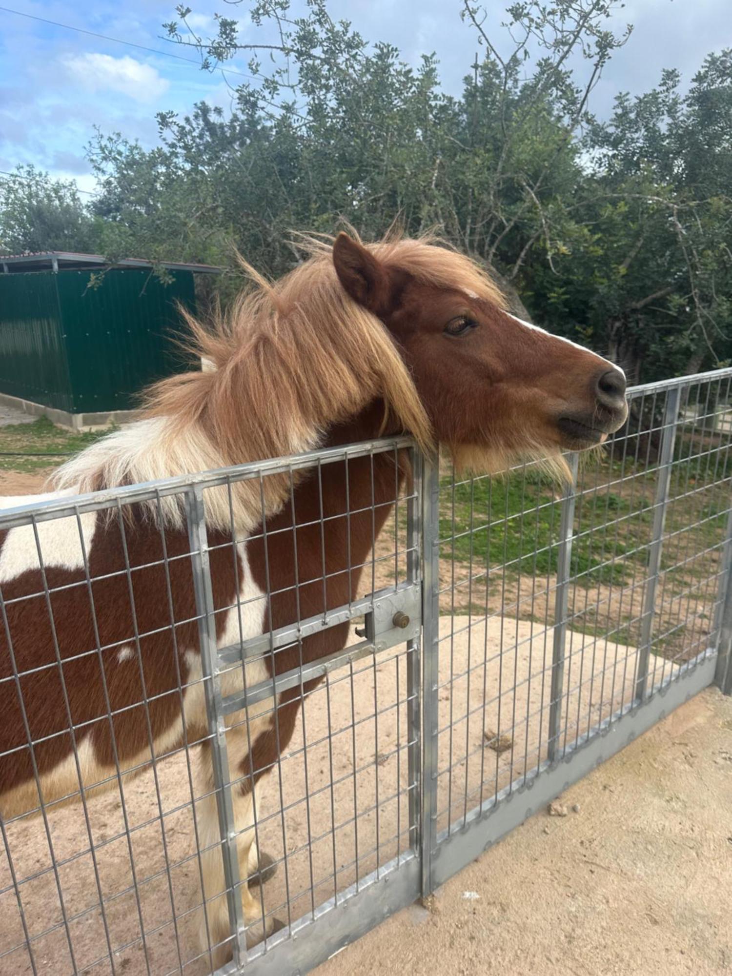 Вілла La Quinta Da Liberdade - Ferme De Charme En Algarve Pechao Екстер'єр фото