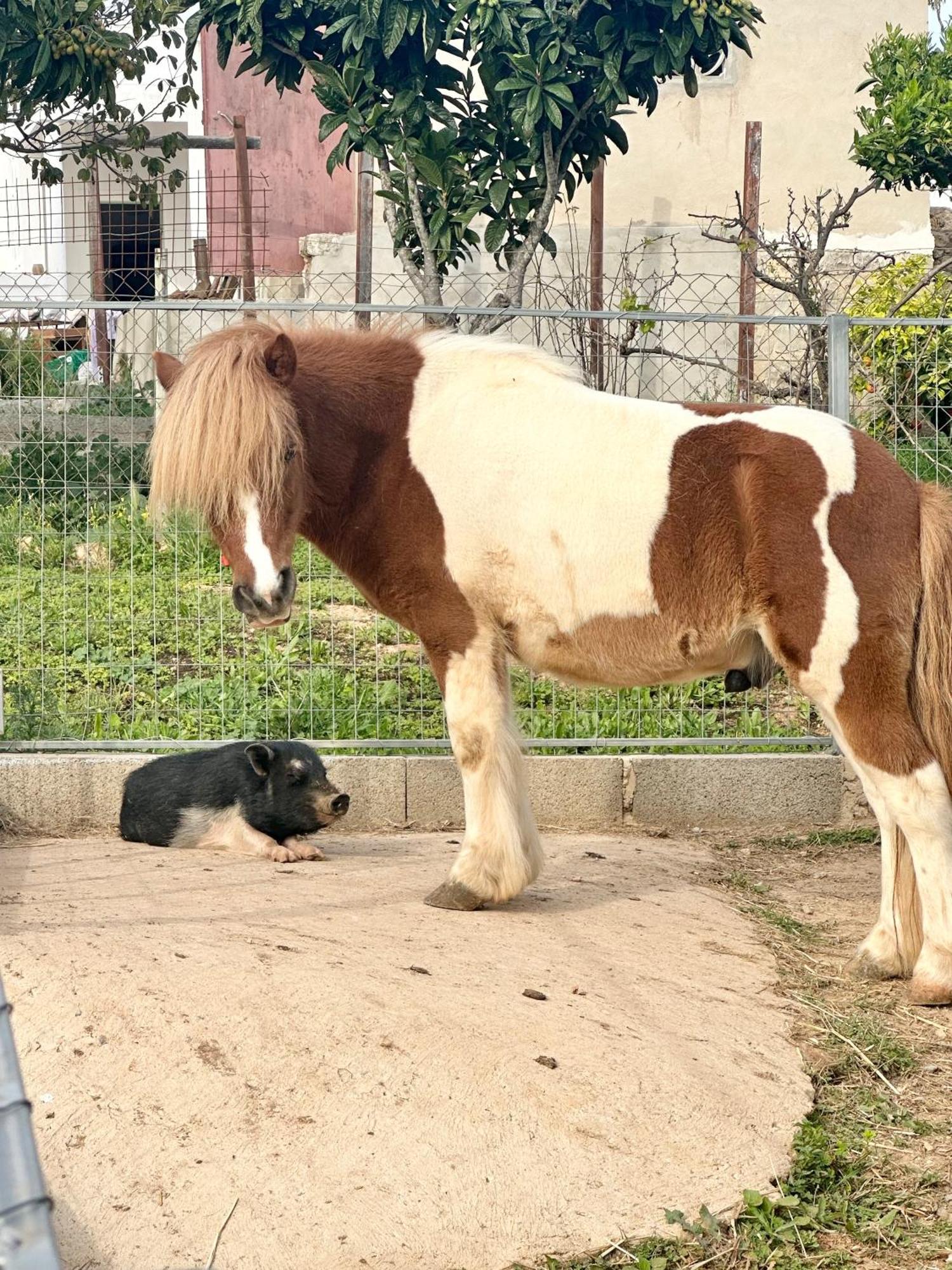 Вілла La Quinta Da Liberdade - Ferme De Charme En Algarve Pechao Екстер'єр фото